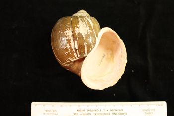 Media type: image; Malacology 258085